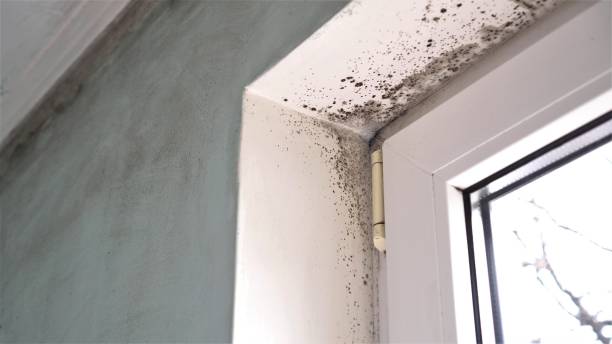 Best Certified Mold Removal  in Fremont, MI