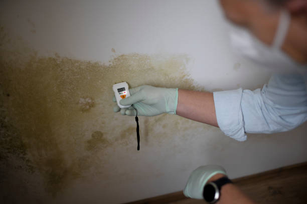 Best Mold Testing  in Fremont, MI
