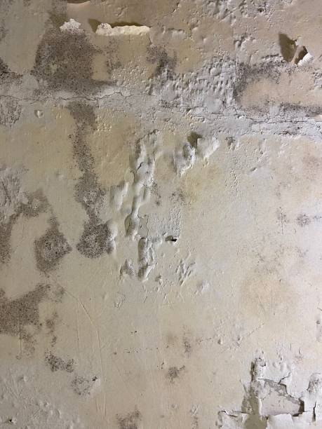 Best Fast Mold Removal  in Fremont, MI