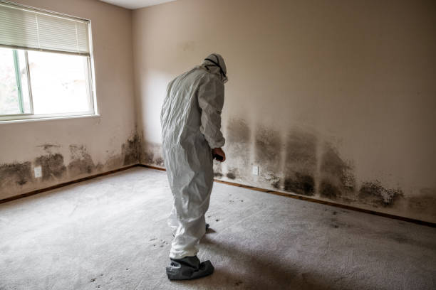 Best Black Mold Removal  in Fremont, MI