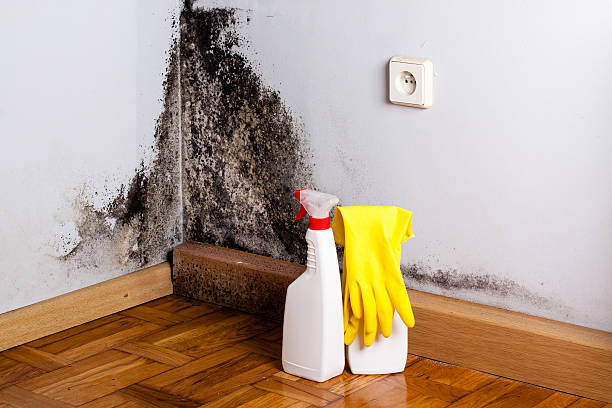 Best Crawl Space Mold Removal  in Fremont, MI