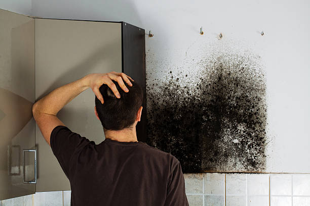 Best Residential Mold Removal  in Fremont, MI