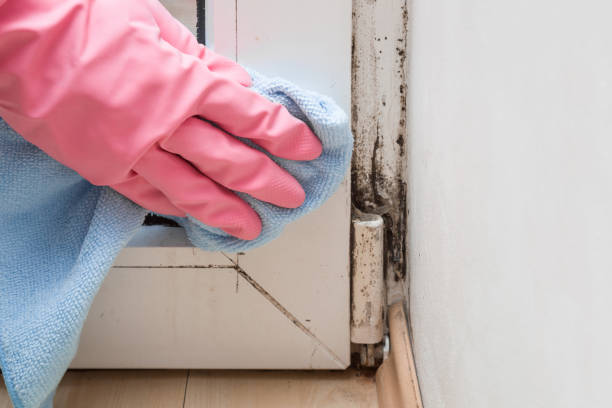 Best Mold Testing and Removal  in Fremont, MI