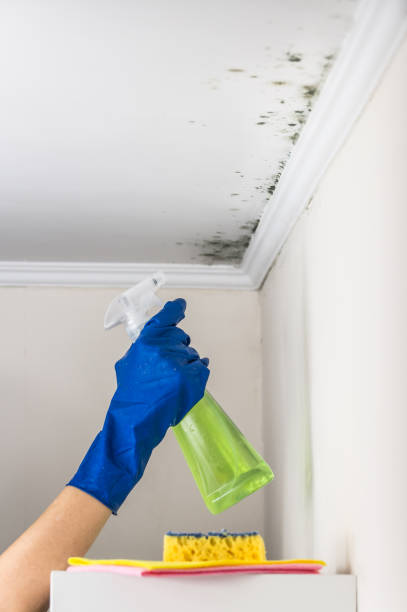 Best Commercial Mold Removal  in Fremont, MI