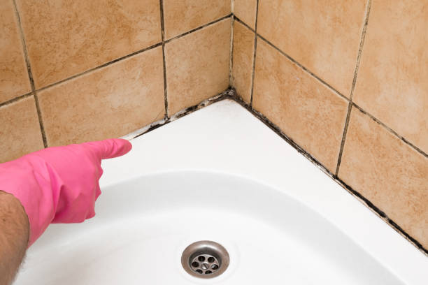 Best Office Mold Removal Services  in Fremont, MI