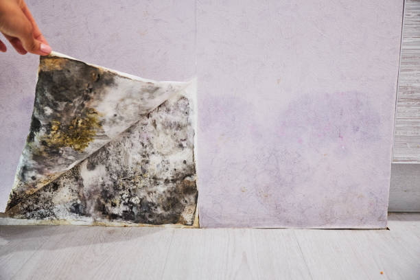 Best Toxic Mold Removal  in Fremont, MI